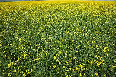 《Cats Fishing for Cats》免费登陆Steam 休闲钓猫